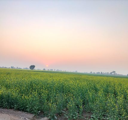 Mustard Brasica Compastrus
