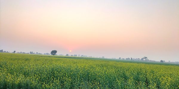 Mustard Brasica Compastrus