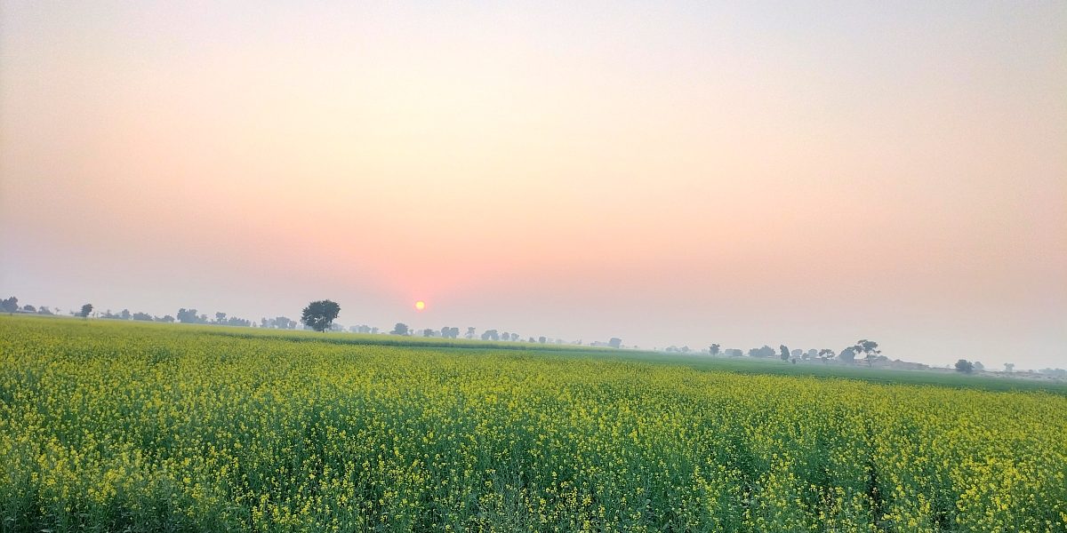 Mustard Brasica Compastrus 1