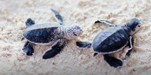 Turtle Hatchlening