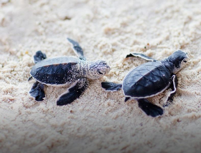 Turtle Hatchlening