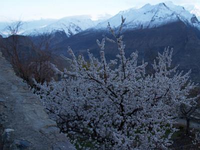 Aprocot Hunza 1