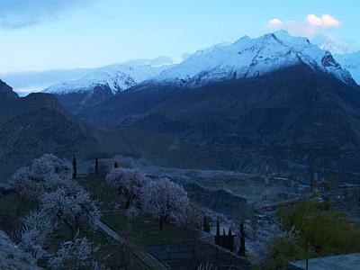 Hunza Aprocot Blossom