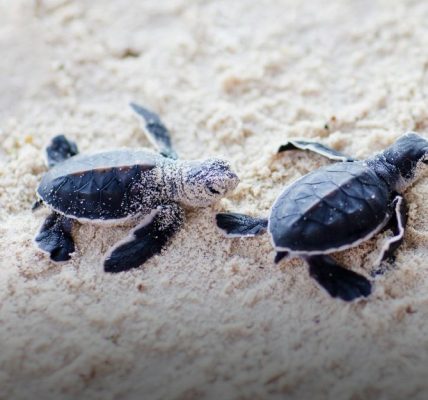 Turtle Hatchlening